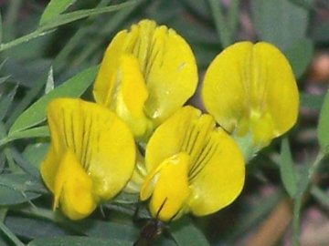 Lathyrus pratensis
